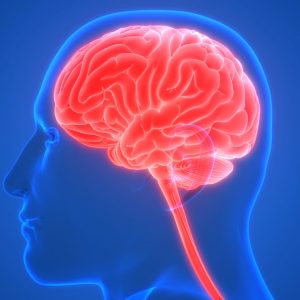 Biotrial preclinical Follow Up Cns Brain